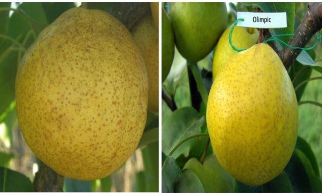 Composition and calorie content of Chinese pears depending on the variety, why they are useful