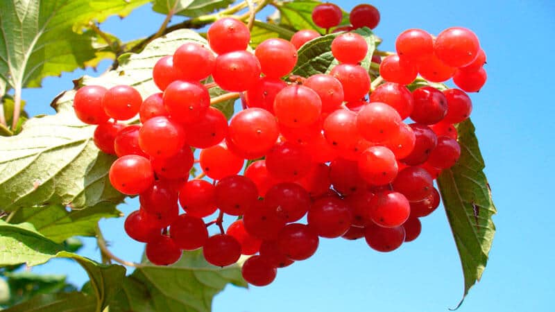 Useful properties and contraindications of viburnum for women