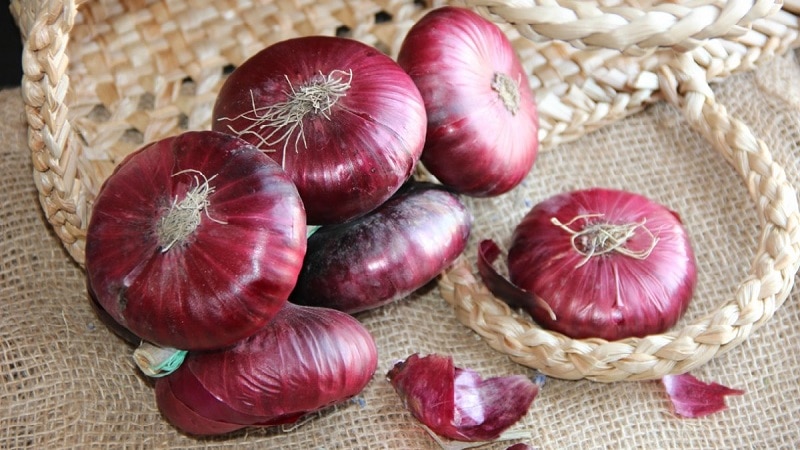 The benefits and harms of Crimean onions for the human body