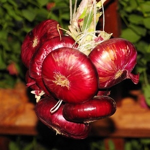 The benefits and harms of Crimean onions for the human body