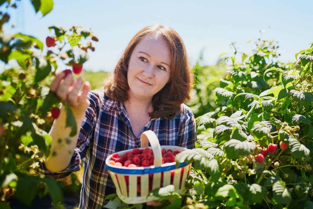 The effect of raspberries on a woman’s body: how it is useful and in what cases it is harmful