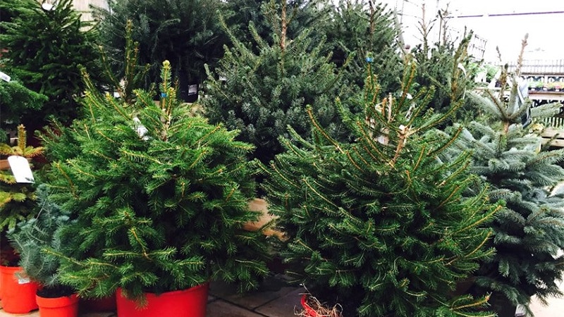 Live Christmas tree in a pot for the New Year