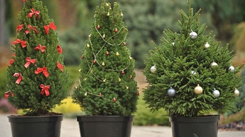 Live Christmas tree in a pot for the New Year