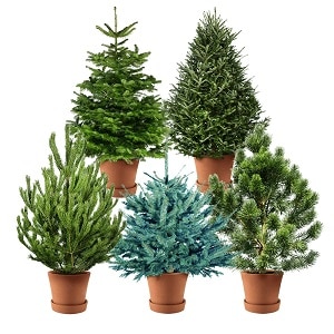 Live Christmas tree in a pot for the New Year