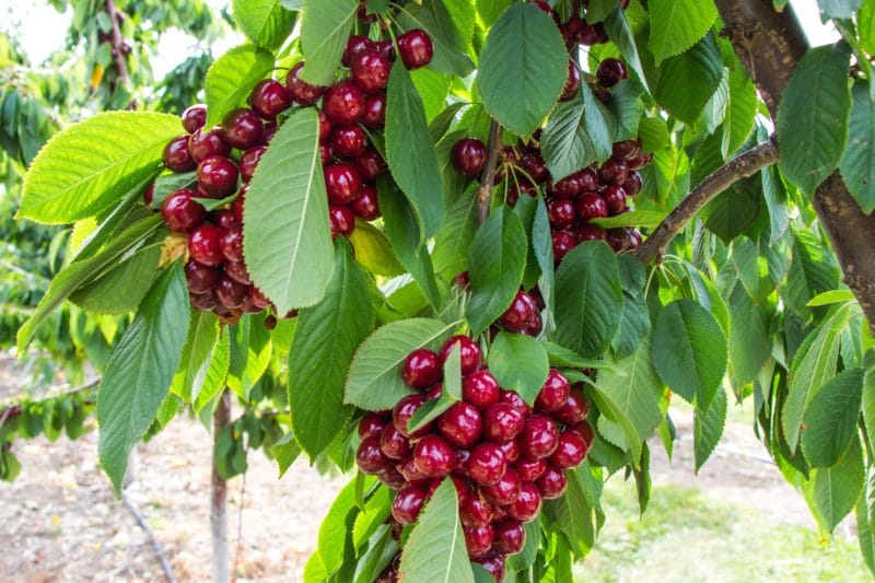 What to do if the cherry is wormy