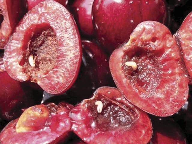 worms in cherries