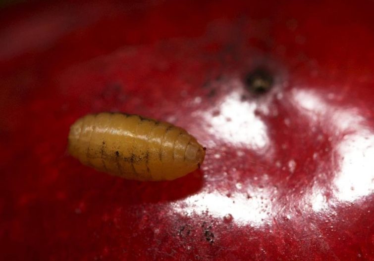 worms in cherries
