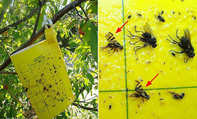 What to do if the cherry is wormy
