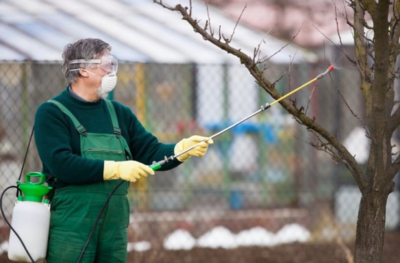 What to do if the cherry is wormy