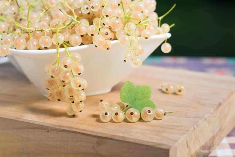 The best currants for Siberia: top varieties