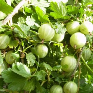 Ural thornless gooseberry