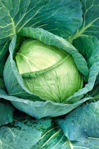 Unpretentious late-ripening cabbage hybrid Menzania f1