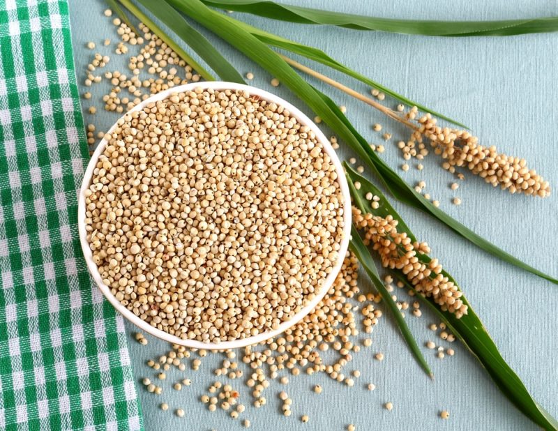Use of sorghum as feed for poultry and livestock