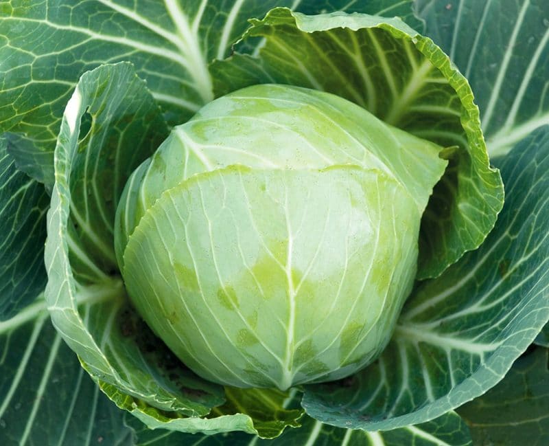 Hardy mid-season hybrid of white cabbage Aggressor f1