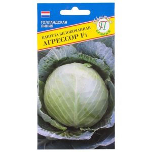 How and how to get rid of aphids on cabbage quickly and effectively