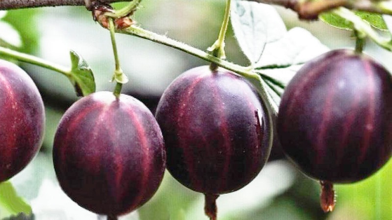 An unpretentious thornless gooseberry variety Consul with excellent taste and strong immunity