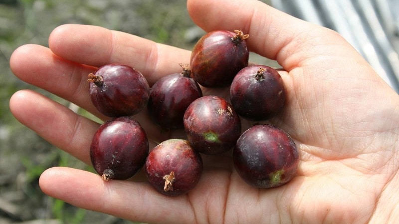 An unpretentious thornless gooseberry variety Consul with excellent taste and strong immunity