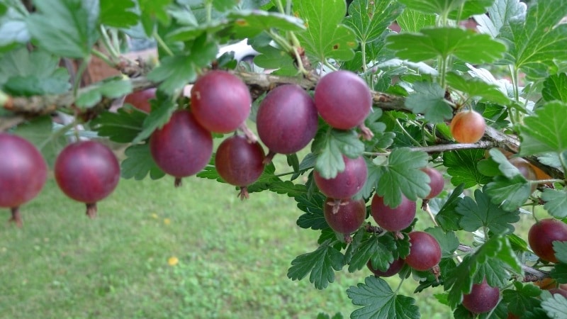 An unpretentious thornless gooseberry variety Consul with excellent taste and strong immunity