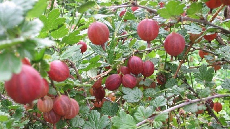 An unpretentious thornless gooseberry variety Consul with excellent taste and strong immunity