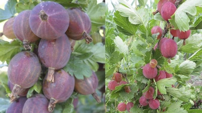 An unpretentious thornless gooseberry variety Consul with excellent taste and strong immunity