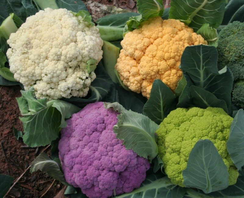 Description and photos of the best varieties of cauliflower