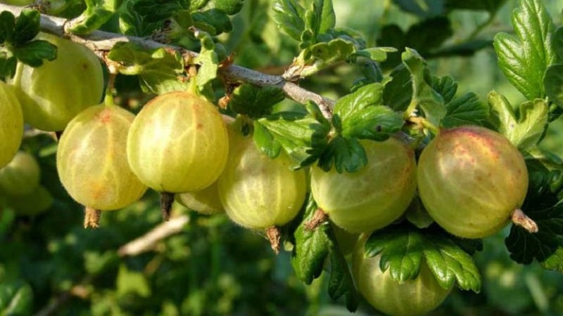 gooseberry spring description
