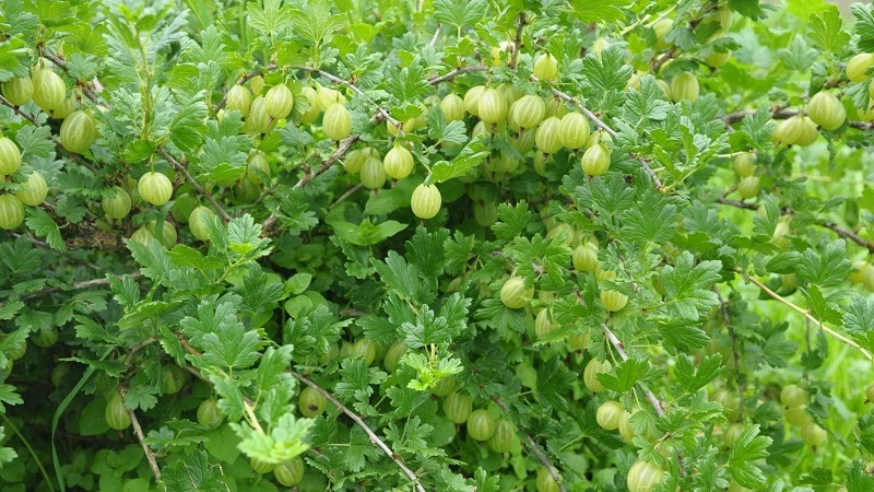 gooseberry spring description varieties reviews