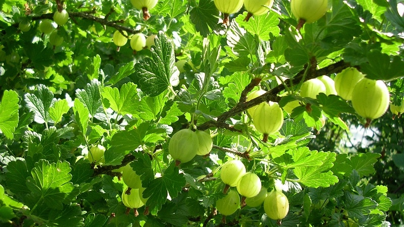 gooseberry spring