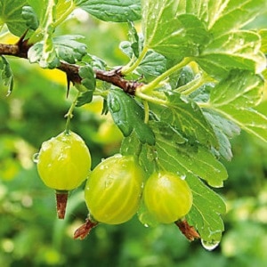 gooseberry spring reviews