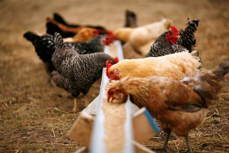 Use of sorghum as feed for poultry and livestock