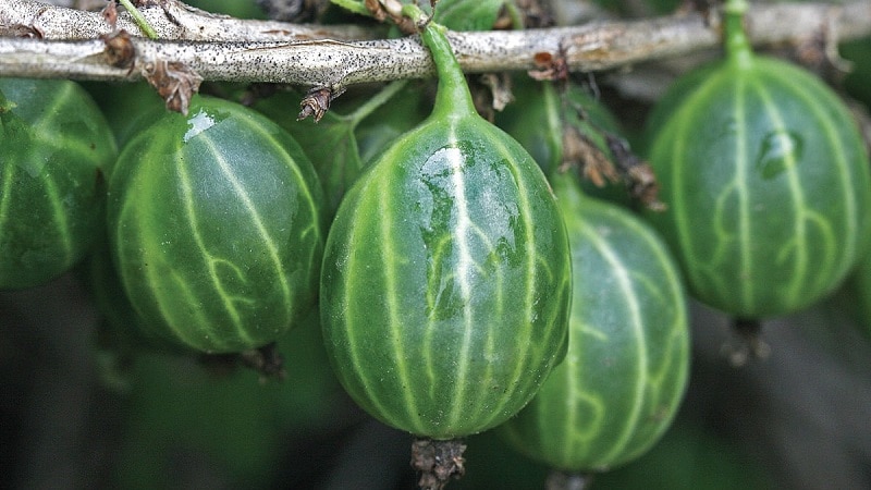green gooseberry