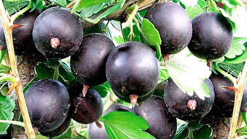 gooseberry varieties