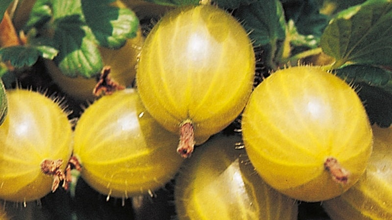 yellow gooseberry varieties