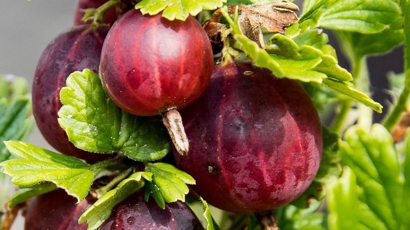 gooseberry varieties