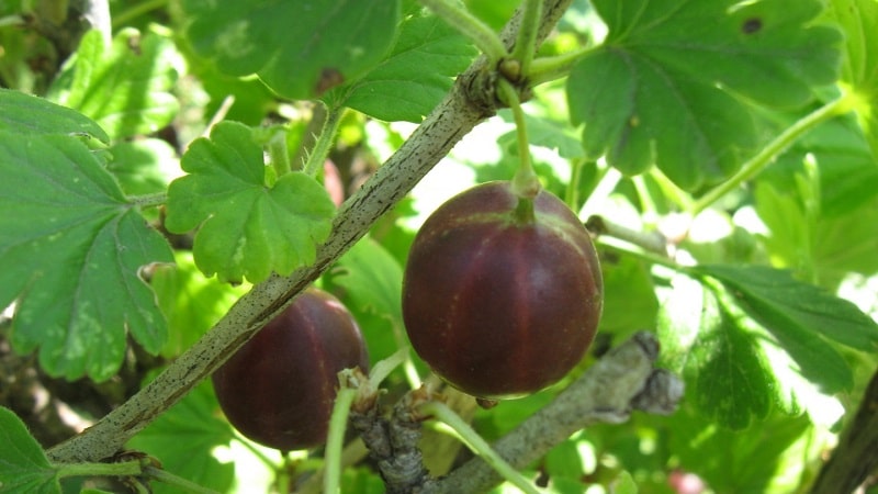 The best varieties and types of gooseberries