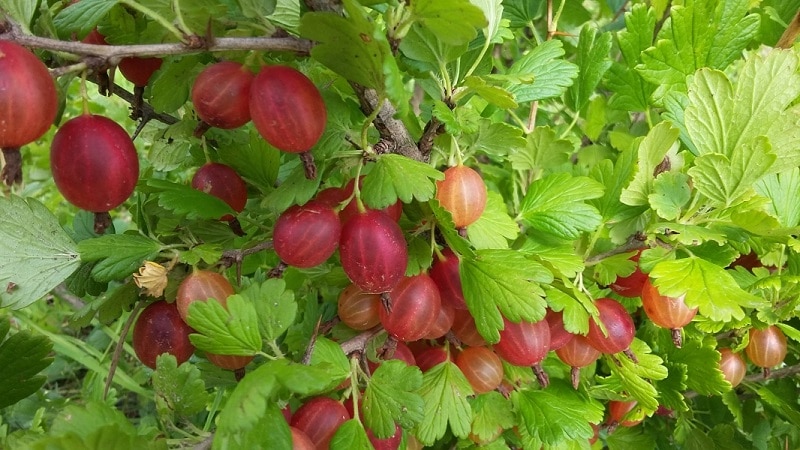 The best varieties and types of gooseberries