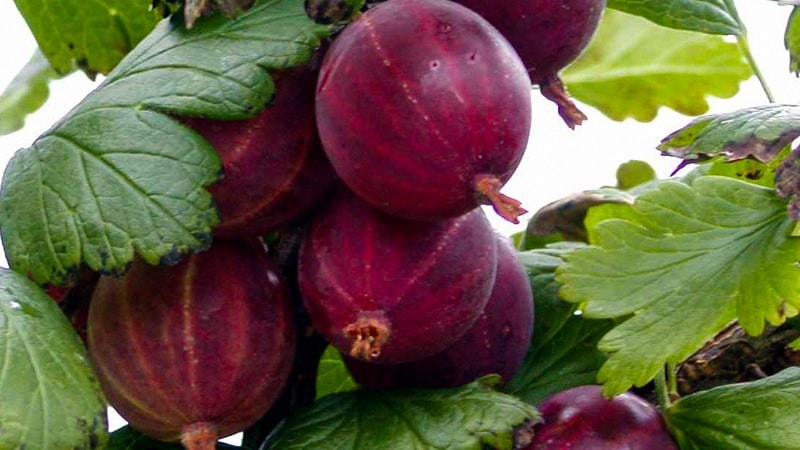 The best varieties and types of gooseberries