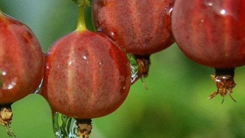 The best varieties and types of gooseberries