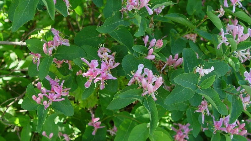 Tatar honeysuckle planting and care