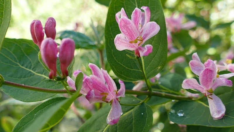 Decorative variety of honeysuckle Tatarskaya