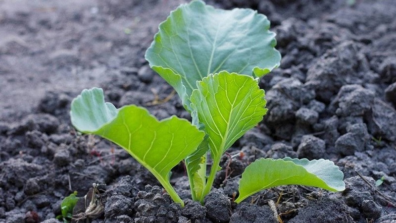 description of cabbage cyclops