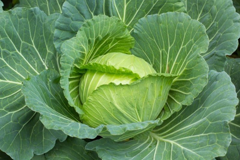 Cabbage Gloria f1