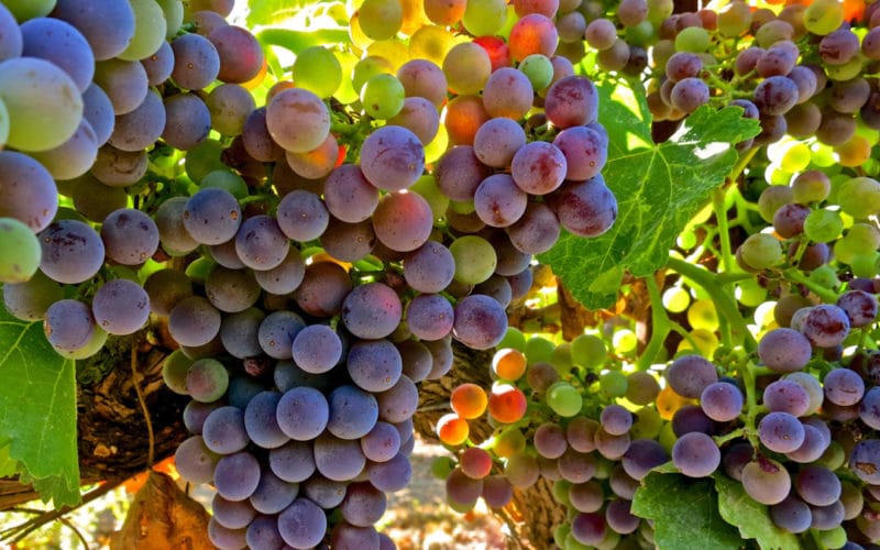 what grapes are wine made from?