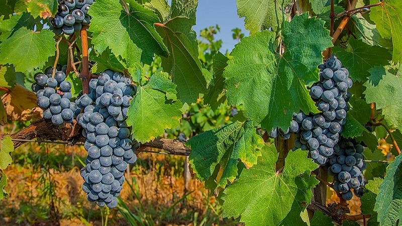 Georgian grapes