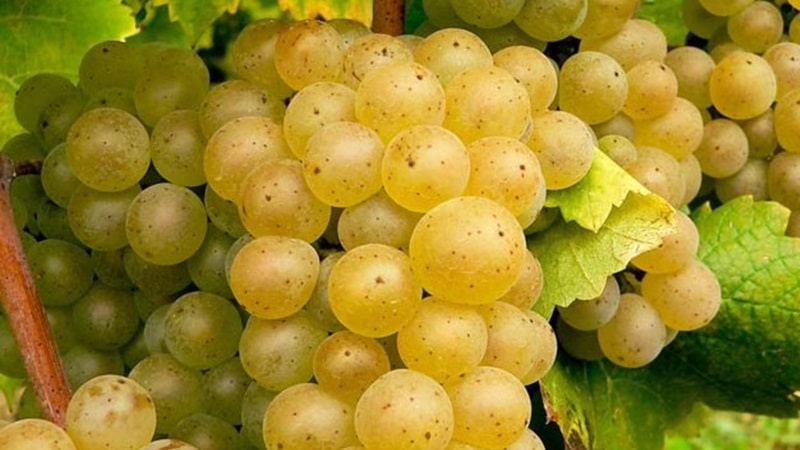 vineyards in Georgia