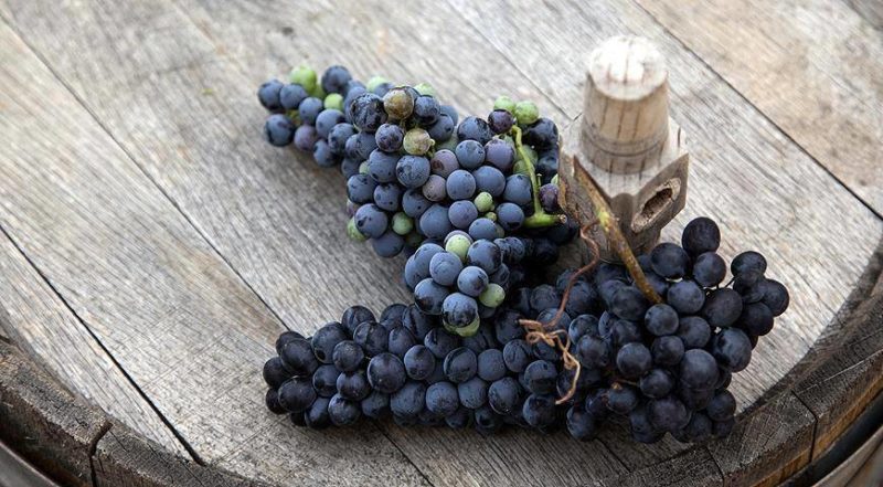 grape varieties for wine