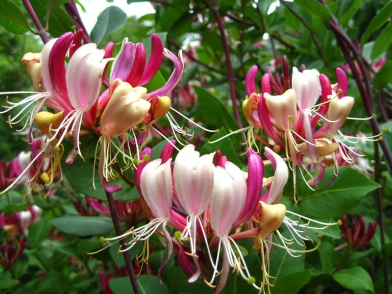 honeysuckle serotina