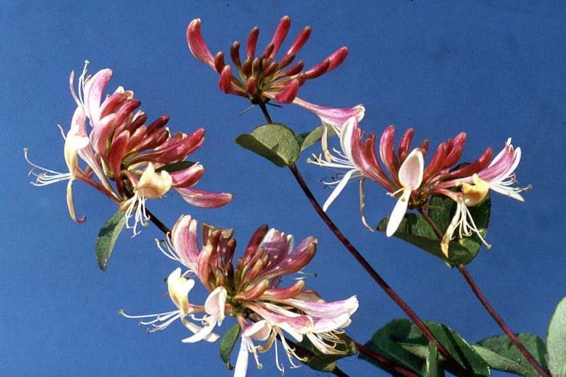 honeysuckle climbing serotina