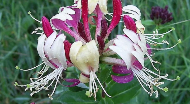 honeysuckle seaside serotina