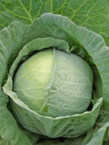 Moscow late cabbage